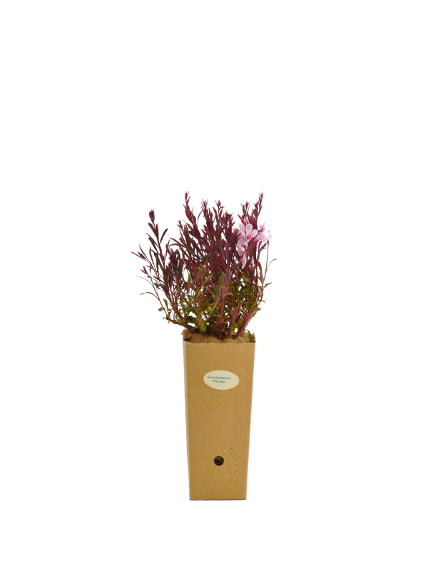 Gaura lindheimeri 'Pink Lady'