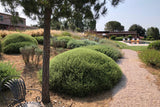 Gravel garden