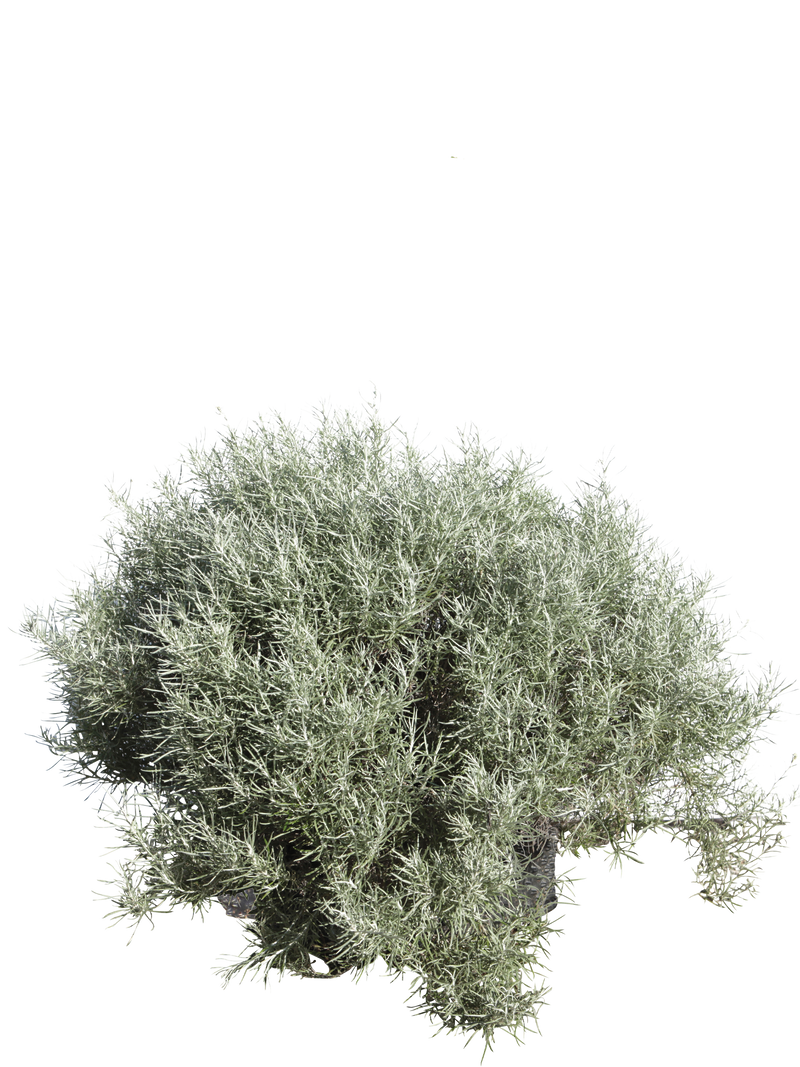 Pianta di Helichrysum italicum in vaso R50
