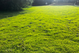 Césped de Zoysia tenuifolia