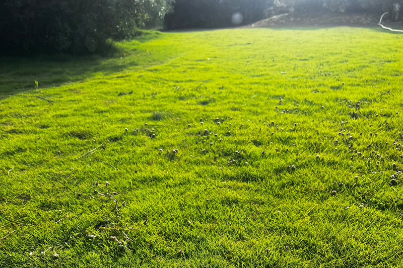 Césped de Zoysia tenuifolia