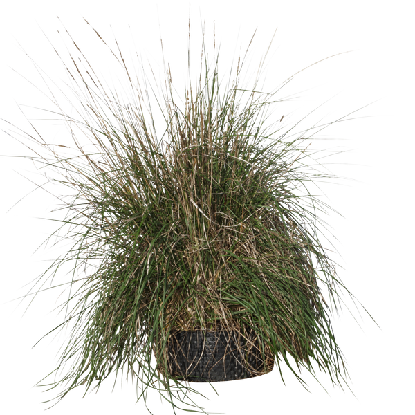 Pennisetum setaceum - Pot plat