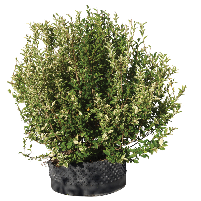 Ligustro ovalifolia variegatum - Flatpot