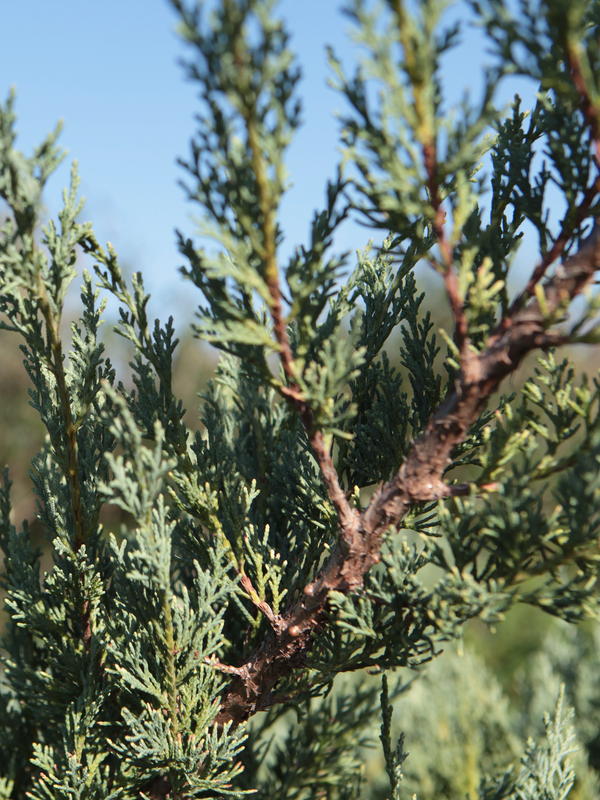 Dettaglio di una pianta di Juniperus chinensis Glauca Hetzi 
