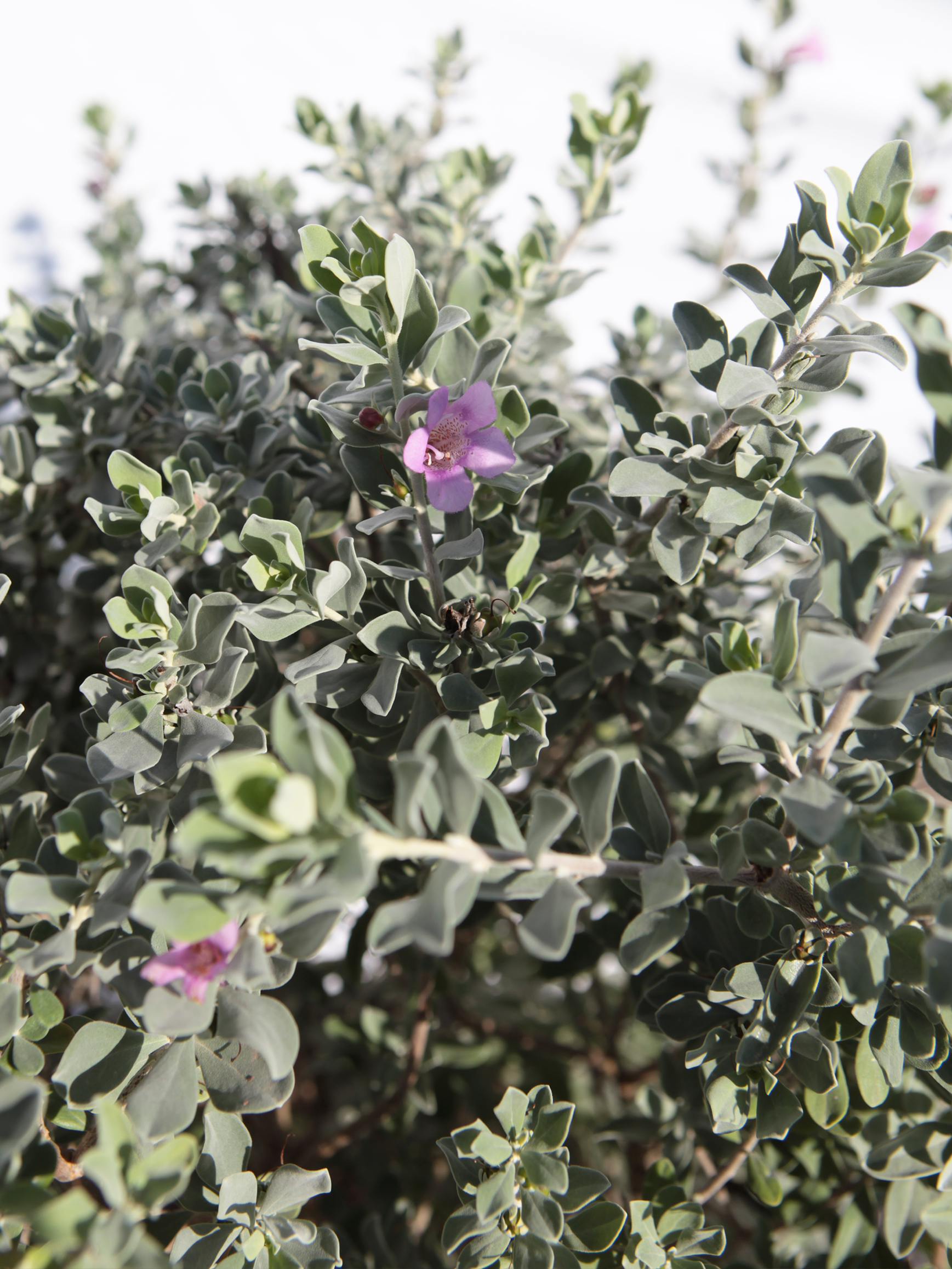 leucophyllum-frutescens-botanicaldrygarden