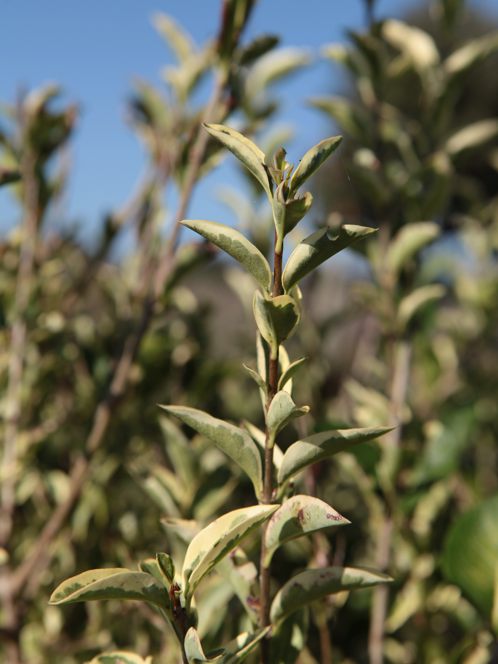 ligustrum ovalifolium variegatum Ligustro ovalifolia variegatum