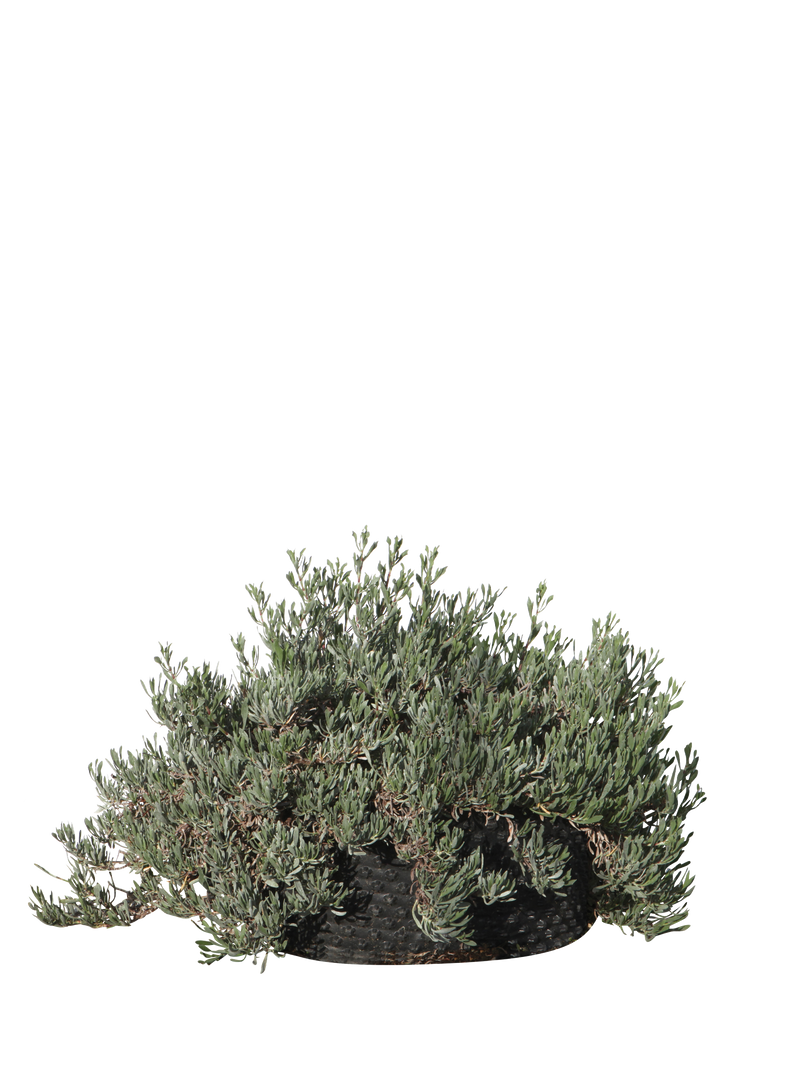 Pianta di Limoniastrum monopetalum Carnaval in vaso R50