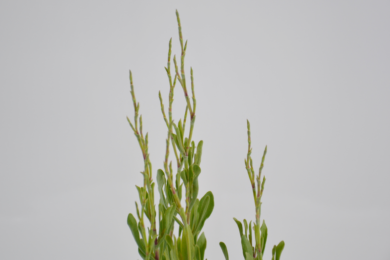 Limoniastrum monopetalum