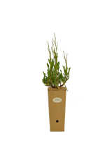 Limoniastrum monopetalum