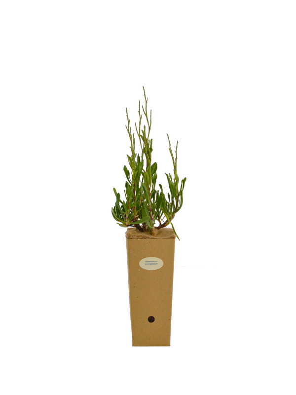 Limoniastrum monopetalum