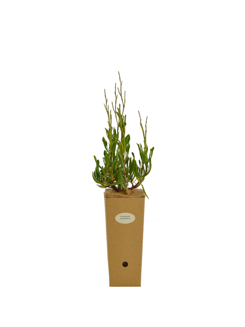 Limoniastrum monopetalum
