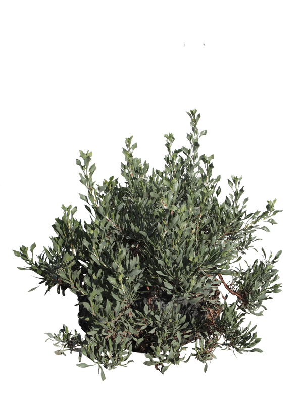 Pianta di Limoniastrum monopetalum in vaso R50