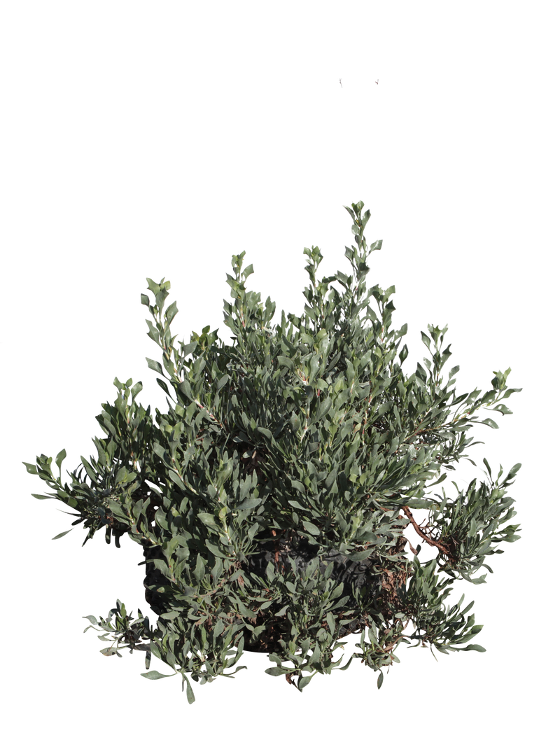 Pianta di Limoniastrum monopetalum in vaso R50