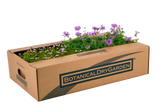 Plateau misto di Lippia nodiflora e Verbena hybrida con scatola di spedizione