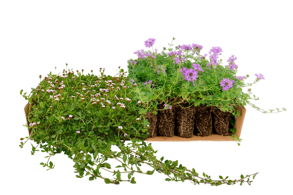 Plateau di piantine miste di Lippia nodiflora e Verbena hybrida