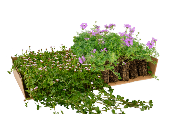 Plateau di piantine miste di Lippia nodiflora e Verbena hybrida