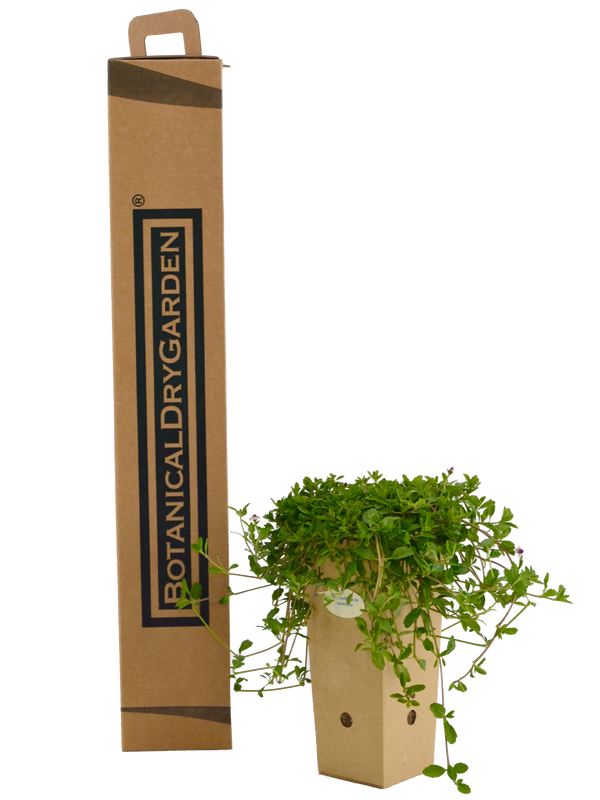 Lippia nodiflora var. canescens