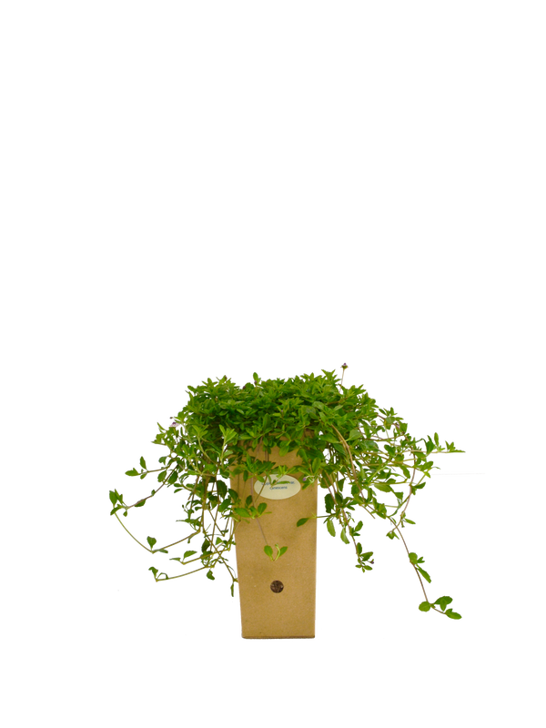 Lippia nodiflora var. canescens