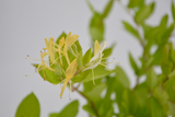 Lonicera caprifolium