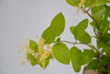 Lonicera caprifolium