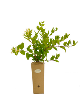 Lonicera caprifolium