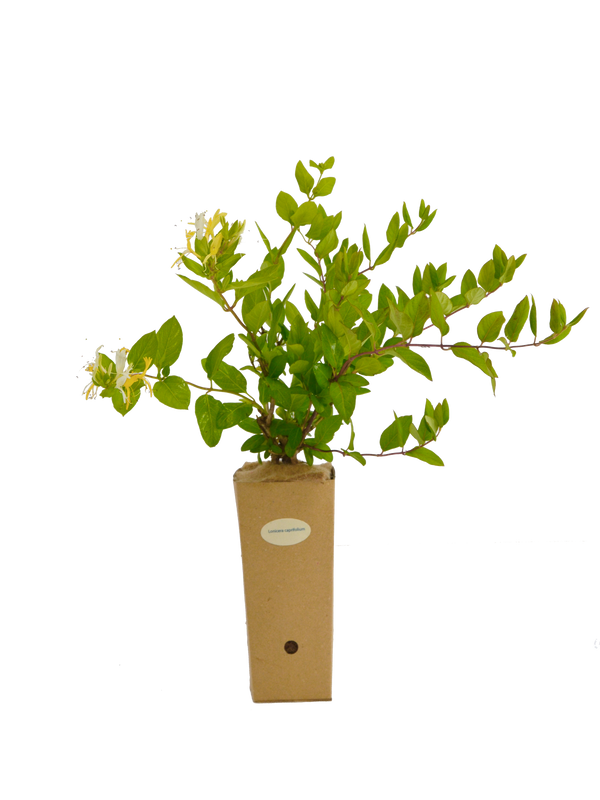 Lonicera caprifolium