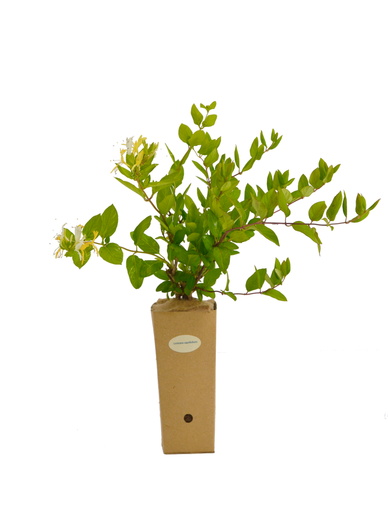 Lonicera caprifolium
