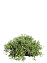 Pianta di Malephora crocea var. purpureo-crocea in vaso R50