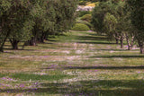 Prairies sèches