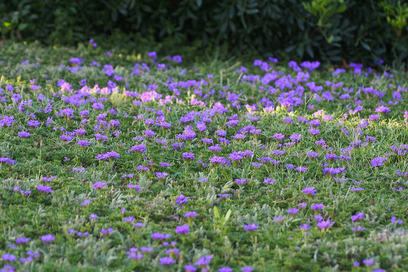 Prairies sèches