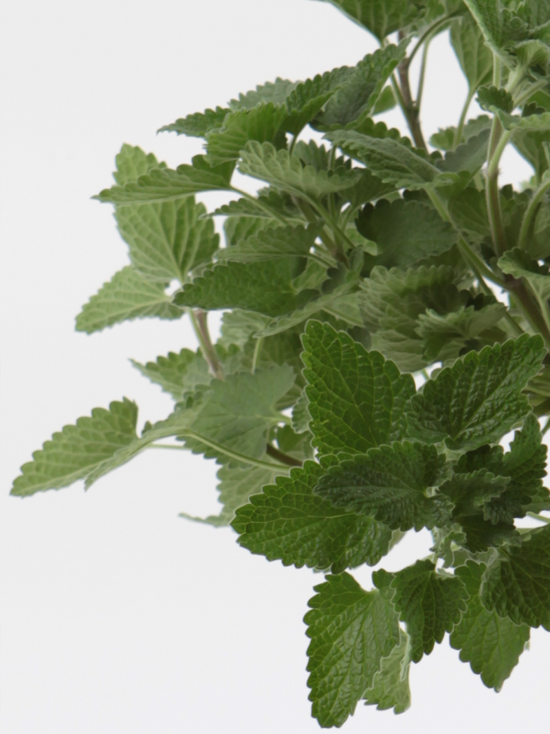 Dettaglio di una pianta di Nepeta cataria ssp. citriodora