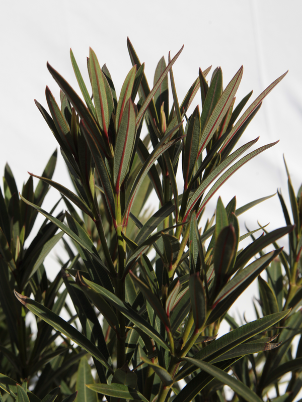 Dettaglio di una pianta di Nerium oleander 'Maravenne' 