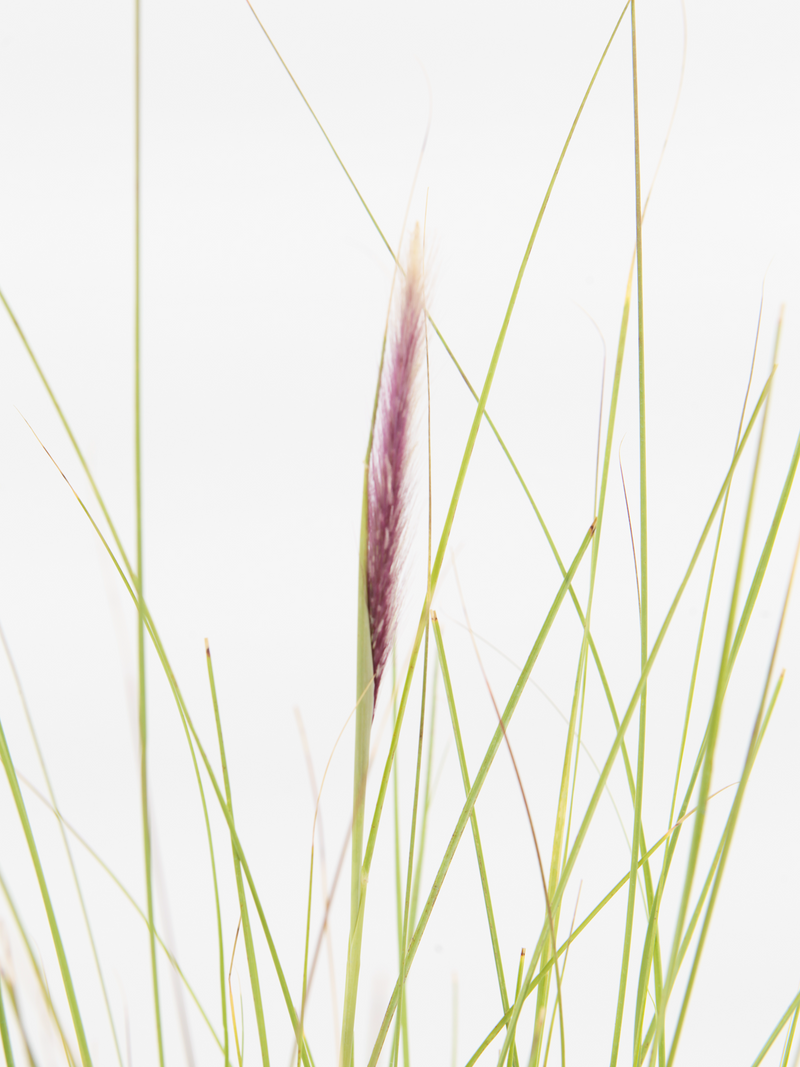 Dettaglio di una pianta di Pennisetum setaceum 