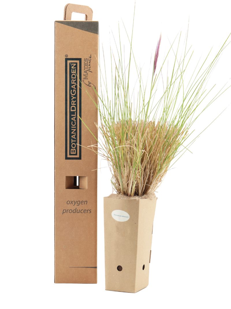 Pianta di Pennisetum setaceum in vaso di cartone 9x9x20 con scatola BotanicalDryGarden