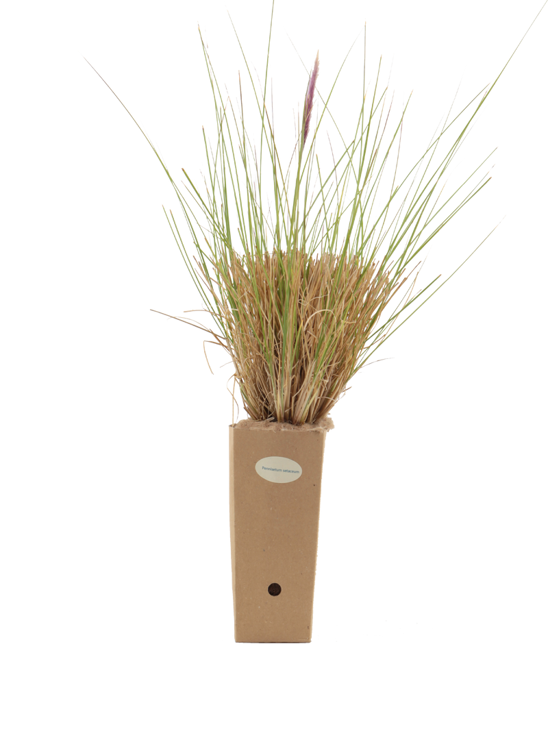 Pianta di Pennisetum setaceum in vaso di cartone 9x9x20