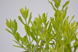 Perovskia atriplicifolia 'Longin'