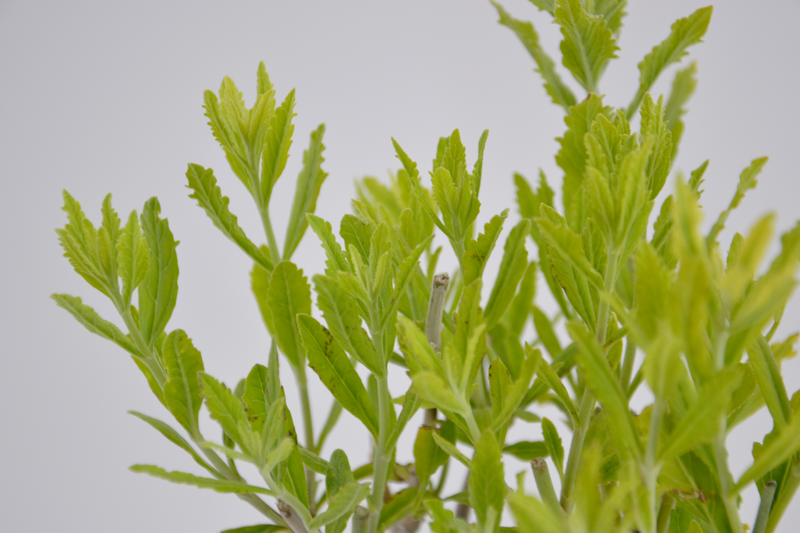 Perovskia atriplicifolia 'Longin'