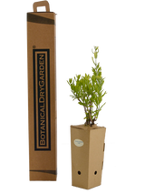 Perovskia atriplicifolia 'Longin'