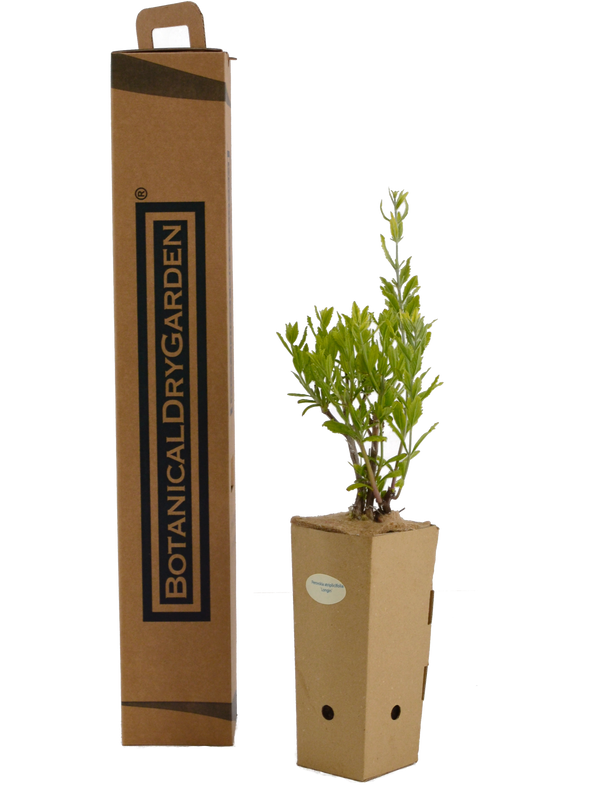 Perovskia atriplicifolia 'Longin'