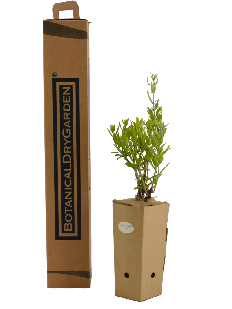 Perovskia atriplicifolia 'Longin'