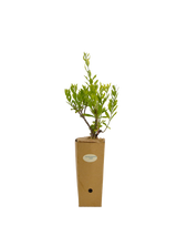 Perovskia atriplicifolia 'Longin'