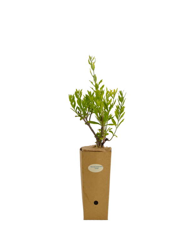Perovskia atriplicifolia 'Longin'
