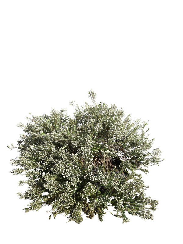 Pianta di Phylica ericoides in vaso R50
