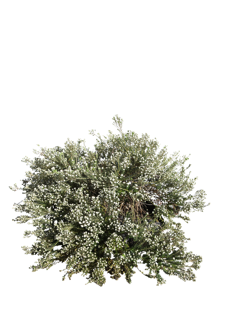 Pianta di Phylica ericoides in vaso R50