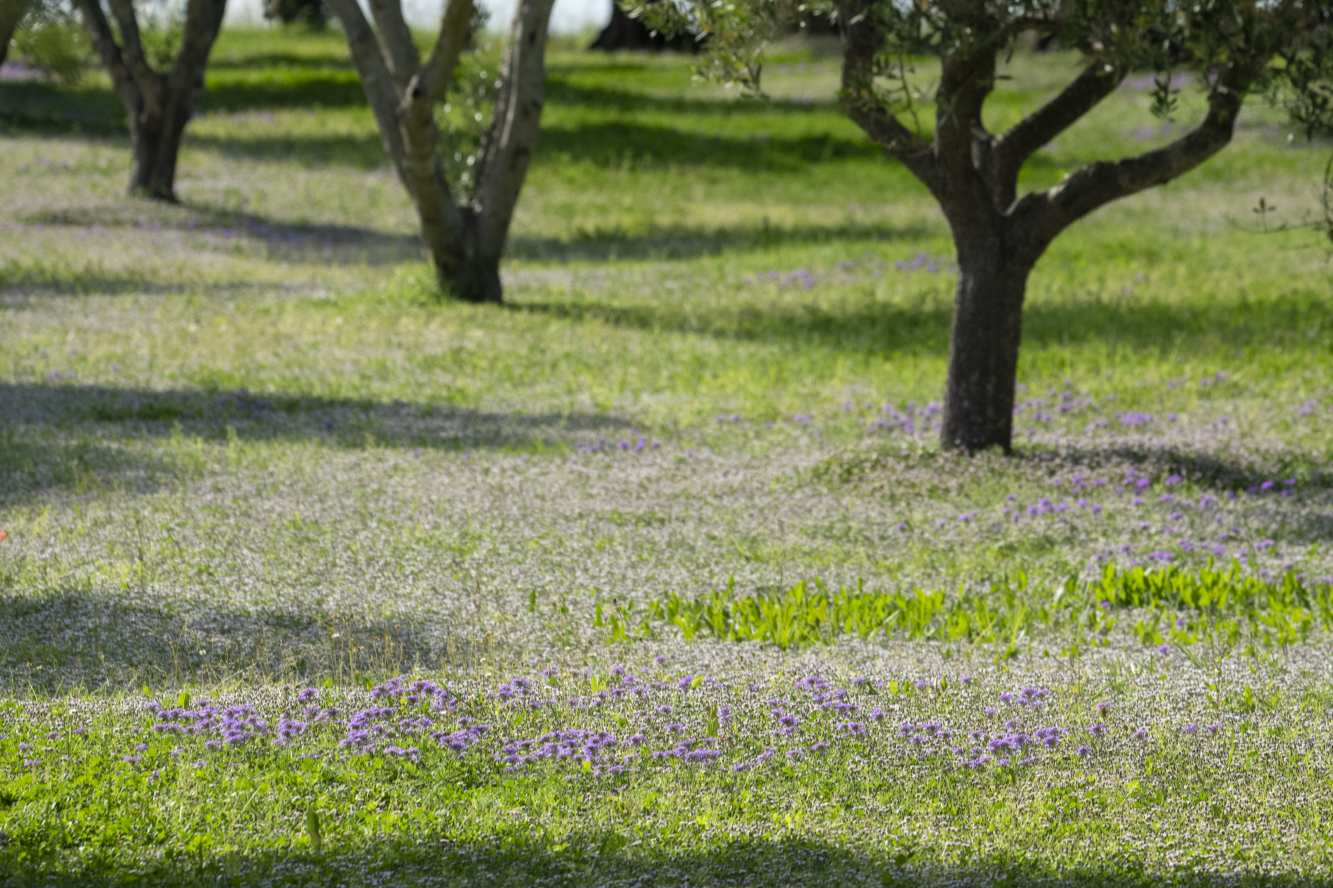 Prato di Verbena hybrida