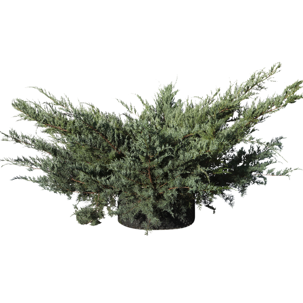 Juniperus chinensis 'Glauca Hetzi' - Flatpot