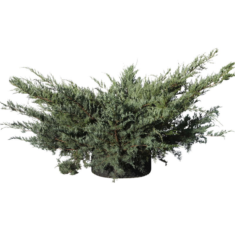 Juniperus chinensis ‘Glauca Hetzi’ - Flatpot