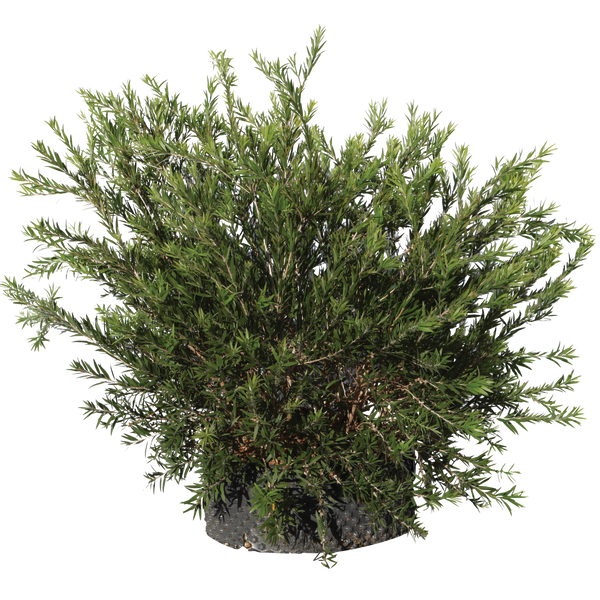 Callistemon masotti mini rouge - Flatpot