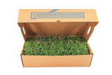 Prato di Thymus serpyllum 'Magic Carpet'