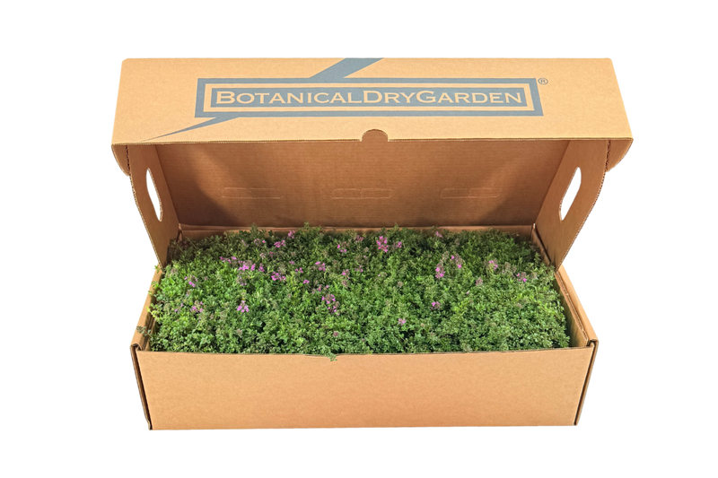 Prato di Thymus serpyllum 'Magic Carpet'